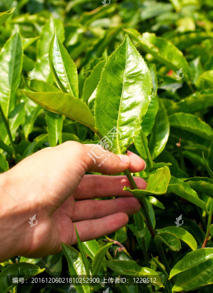 茶葉