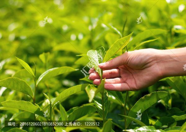 茶葉