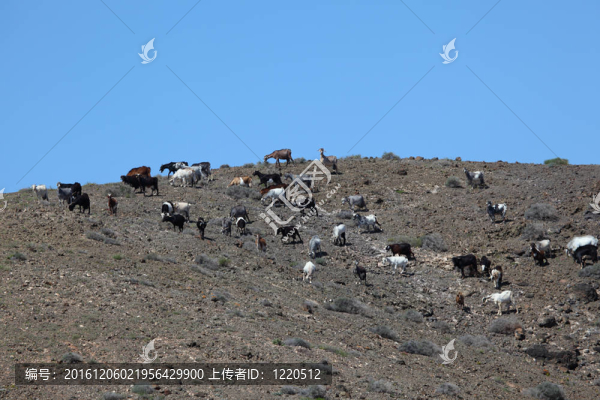 在加那利群島的富埃特文圖拉島島西班牙山羊；