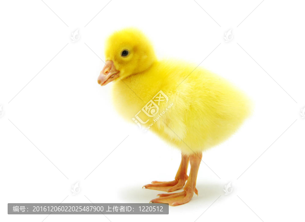 小鵝
