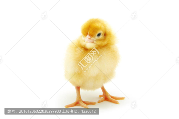 雞