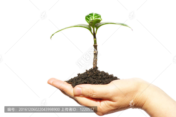 植物在手