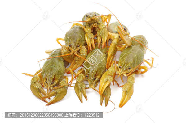 小龍蝦
