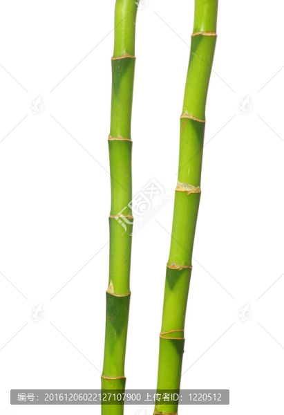 綠色的竹子