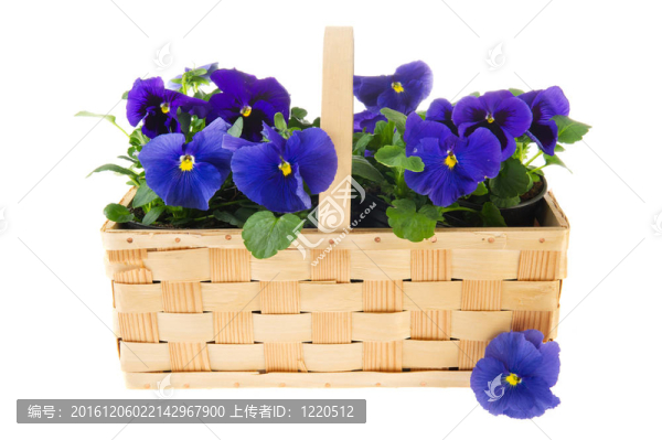 籃子紫羅蘭花