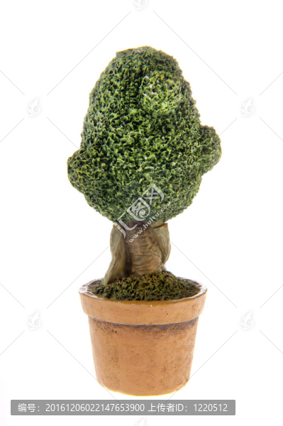 布什黃楊
