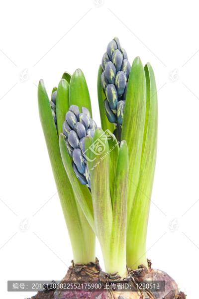 紫色的風(fēng)信子花的特寫