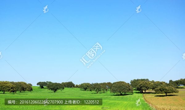 埃斯特雷馬杜拉地區(qū)麥田。