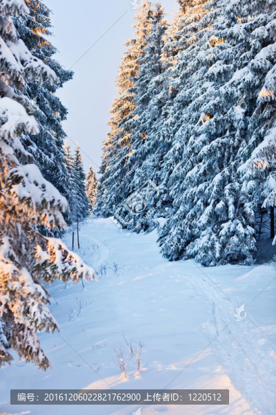 山地森林