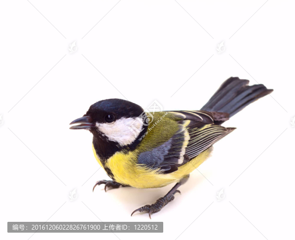 大山雀；Parus,Major,7