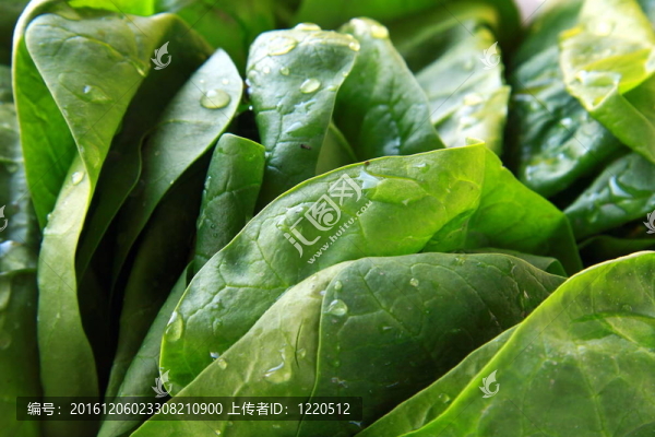 綠色新鮮菠菜