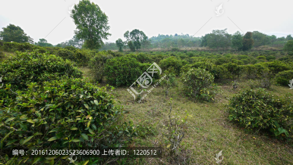 泰國茶園