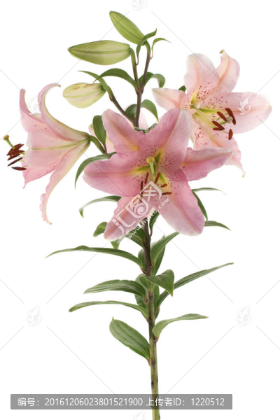 莉莉