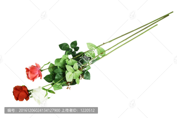 一束美麗的玫瑰花。在白色背景上