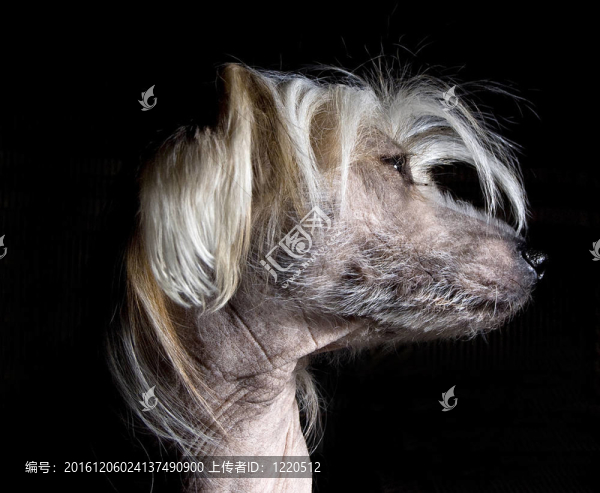 中國(guó)冠毛犬