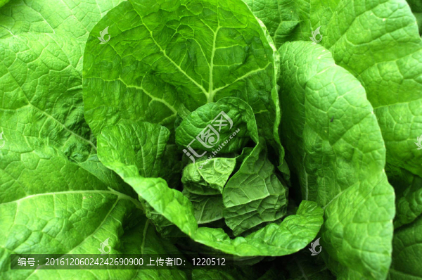 大白菜