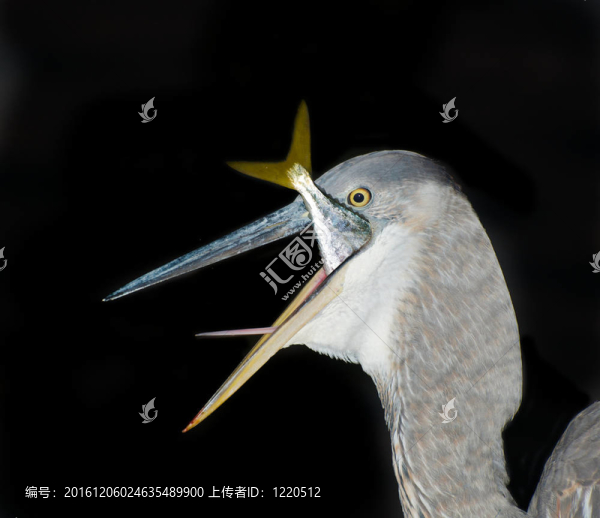 大藍鷺吃魚