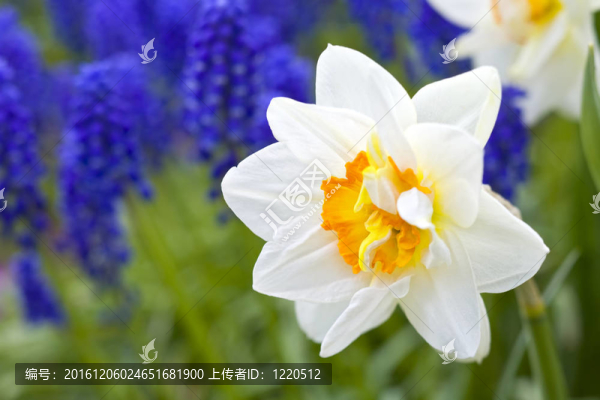 花園里的水仙