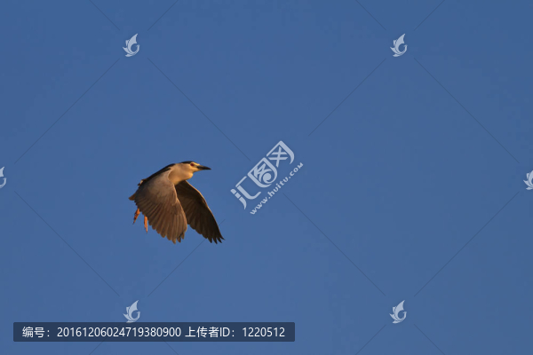 夜鷺