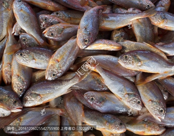 出售小食用魚(yú)