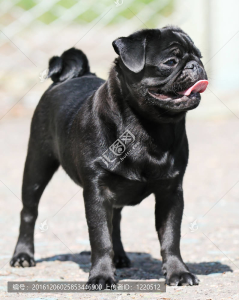 法國斗牛犬