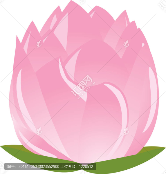 單粉紅色的荷花插圖（睡蓮）