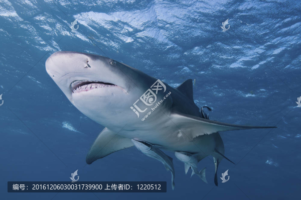 微笑的鯊魚(yú)
