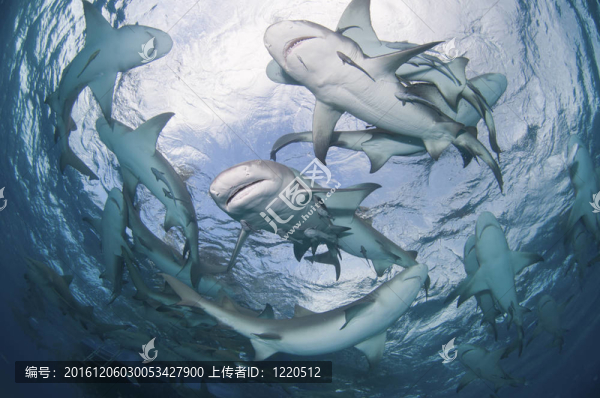 鯊魚包圍