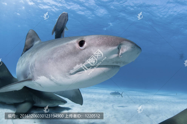 鯊魚的驚喜