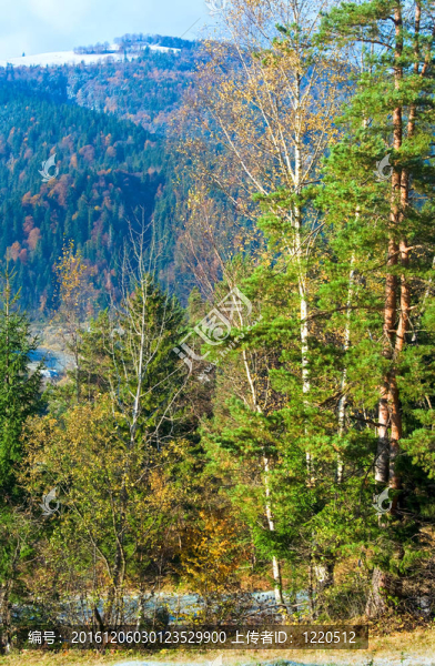 秋霜在山區(qū)林間空地
