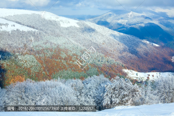 第一次冬季雪和高山山毛櫸森林