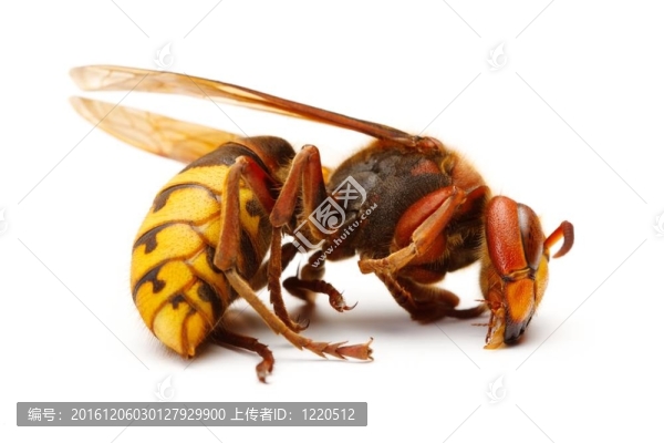 歐洲大黃蜂；Vespa,crabro