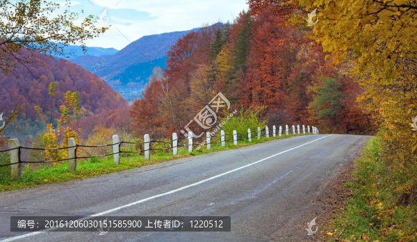 森林秋色路