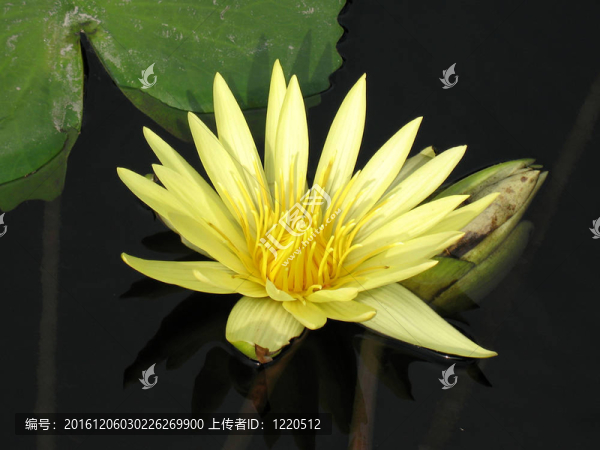 水百合