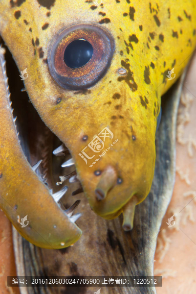 瘋狂的鰻魚(yú)