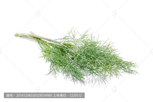 在白色背景的蒔蘿。