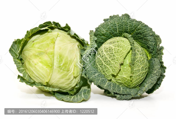 生態(tài)白菜