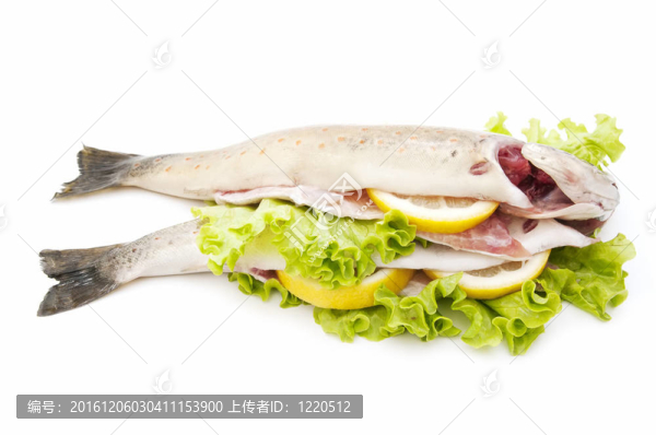 野生鱒魚