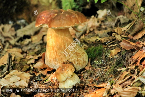 牛肝菌蘑菇