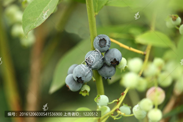 高叢藍(lán)莓