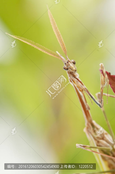 螳螂