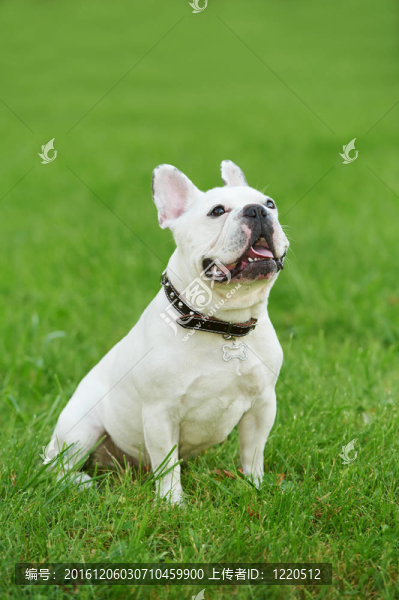 一個(gè)法國(guó)斗牛犬