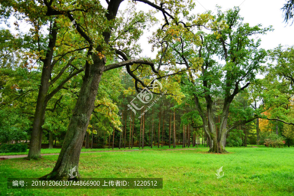 公園中的Tsarskoe,Selo