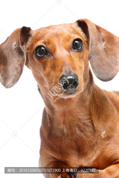 臘腸犬