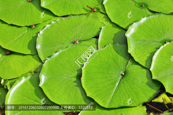 荷葉