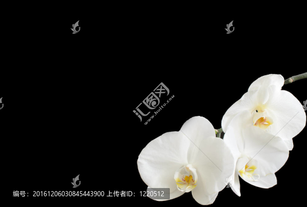 白蘭花在右角