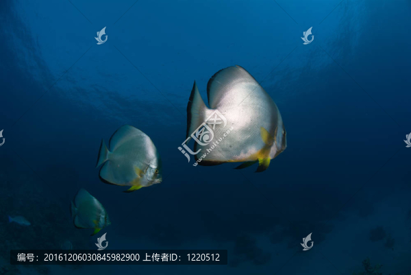 三平面蝙蝠魚