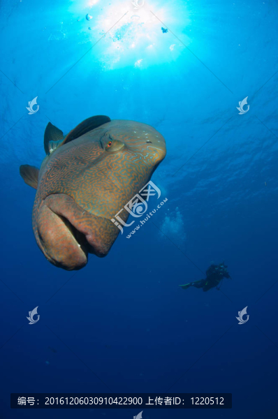 愛管閑事的拿破侖瀨魚