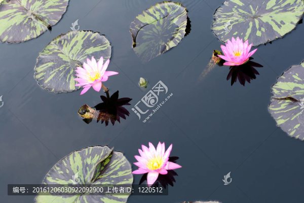 水百合
