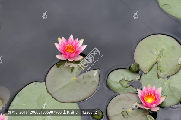 水百合